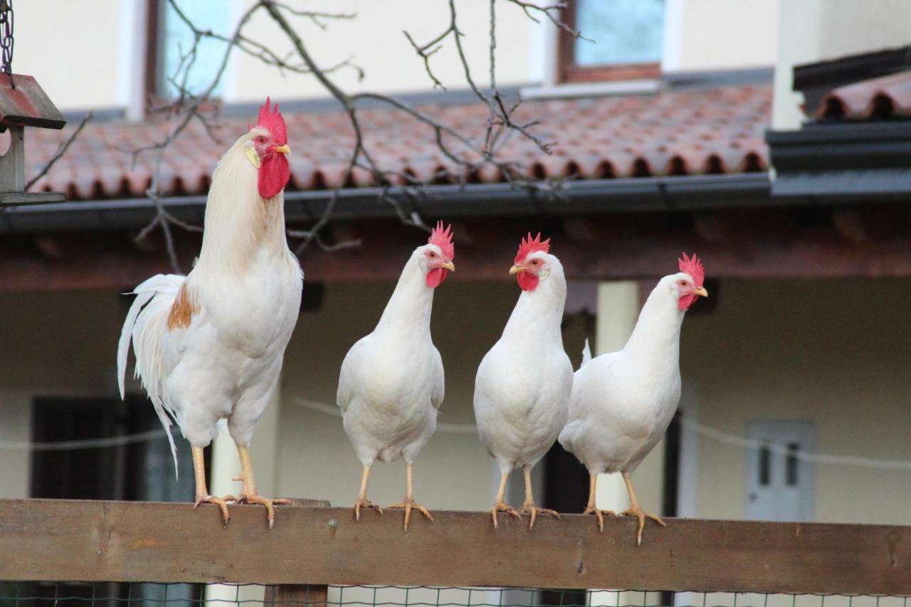 Country House Lokev ξενώνας Εξωτερικό φωτογραφία